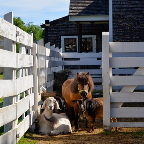 Remick Country Doctor Museum