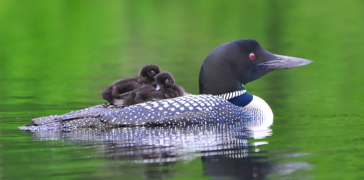 Loon father swimming with two babies on back.