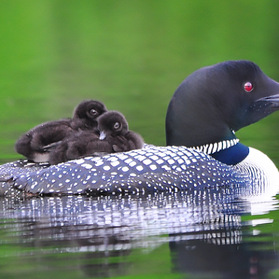 Loon father swimming with two babies on back.