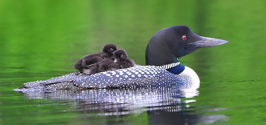 Loon father swimming with two babies on back.